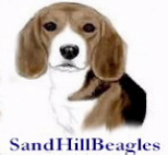 SandHillBeagles